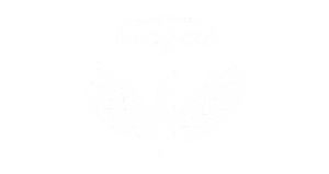 Angels Surf School - Website Responsivo | SEO | Google Adwords | Email Marketing | Copywriting | Analítica Web